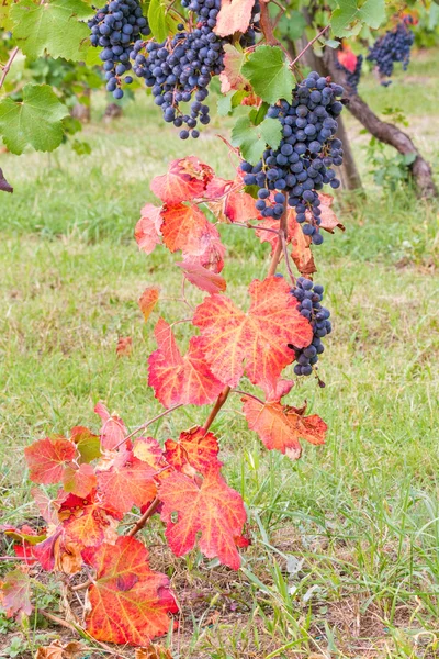 Foglie rosse in vigna — Foto Stock