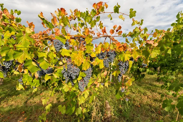 Cennet ve yeryüzünde düşmek