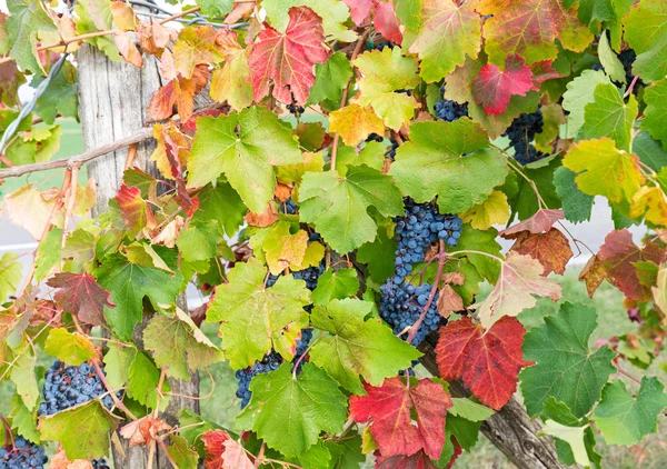 Pequeno ramo de uvas — Fotografia de Stock