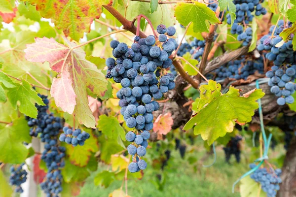 Bunch of grapes to harvest — Stock Photo, Image