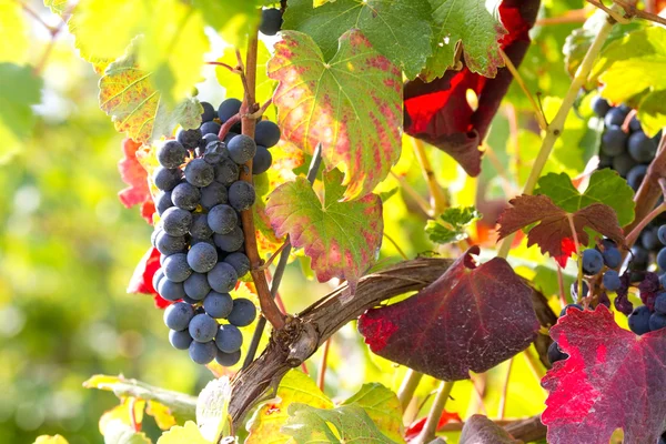 Grapes in the sun of october — Stock Photo, Image