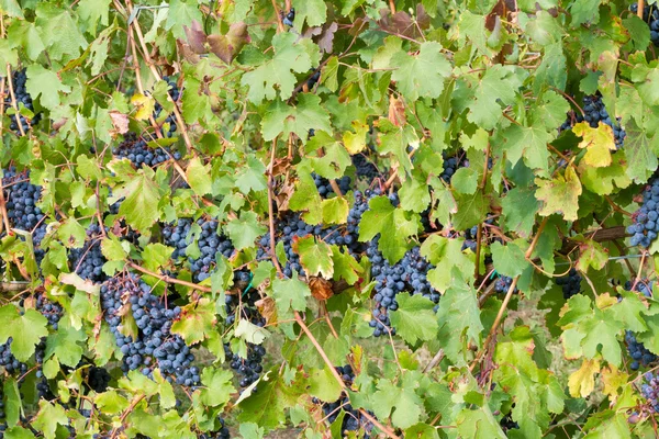 Background of grapes and leaves — Stock Photo, Image