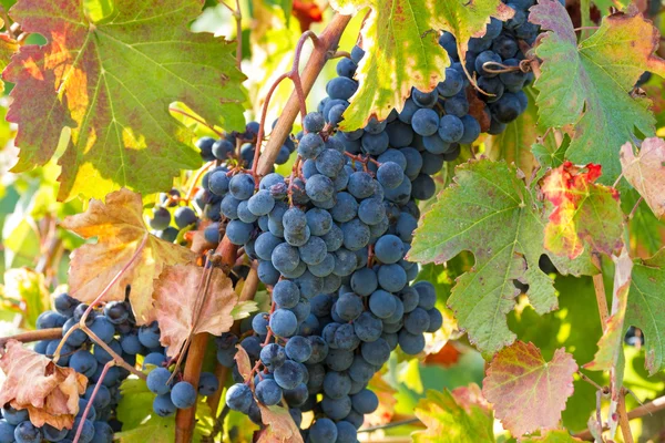 Bunch of grapes in the sun — Stock Photo, Image