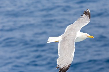 Serbest uçuş denize