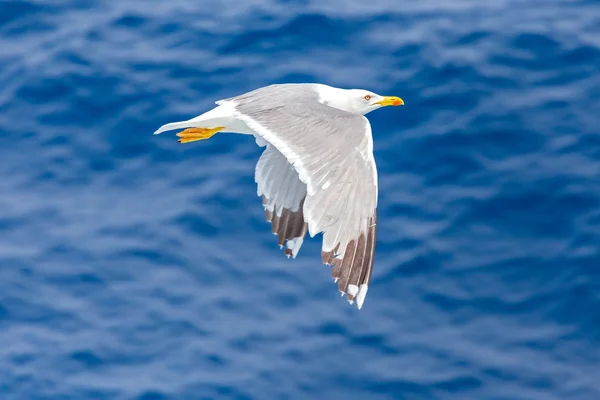 Lições de voo com gaivota — Fotografia de Stock