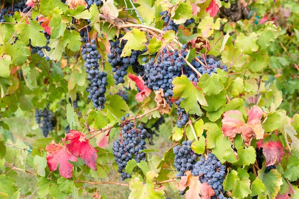 De wijngaard is gekleurd — Stockfoto