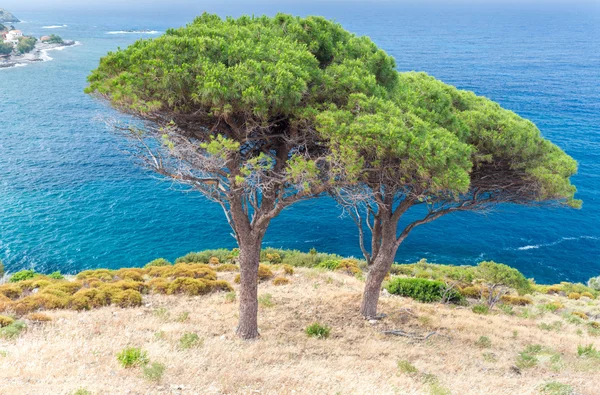 Dwa drzewa i panorama — Zdjęcie stockowe