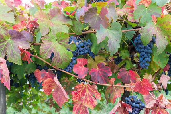 Rojo Verde y azul — Foto de Stock