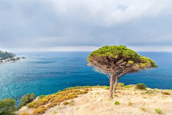 Zwei Bäume an der Küste — Stockfoto