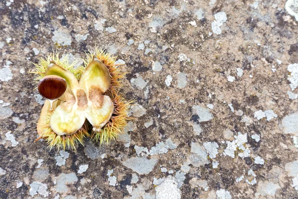 sonbaharın sembolleri