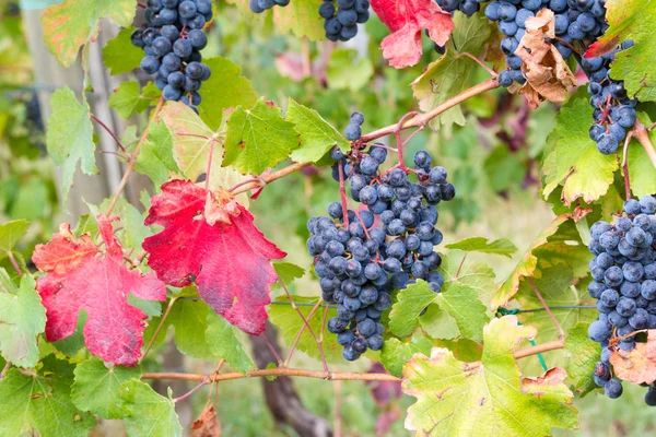 Les premières feuilles rouges — Photo