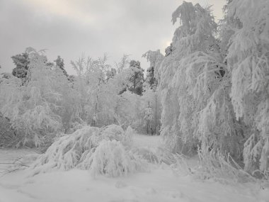 Kar ormanı sessizlik içinde Ocak ayının kışında dondu.