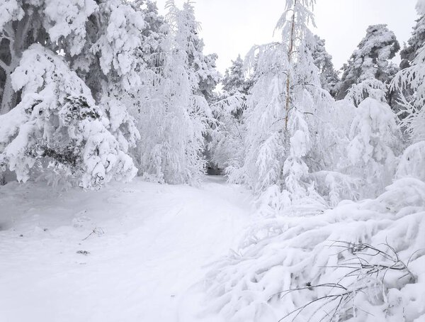 зимняя сказка в снегу украшения радует своей неповторимой красотой