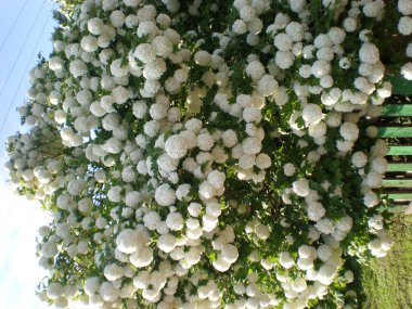    Doğa nasıl şaşırtılacağını biliyor, ağaç çiçek açıyor, boyanın her tarafında çiçek açan cesaret, unutulmaz güzellik, büyük ışınlar