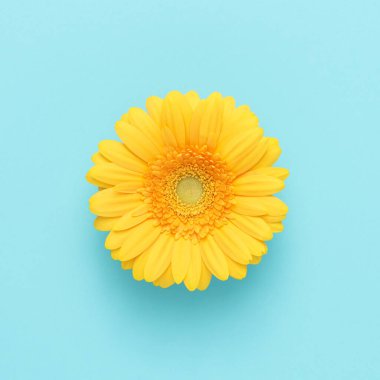 Sarı papatya çiçeği pastel mavi arka planda izole edilmiş. Asgari doğa konsepti. Düz yatıyordu.