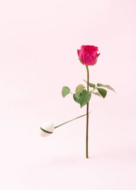 Paskalya yumurtası, gül çiçeğinin etrafında dönüyor. Asgari bahar konsepti. Yaratıcı doğa bileşimi.