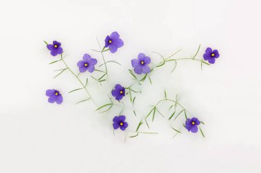 Süt içinde yüzen mor çiçekler. Asgari bahar konsepti. Yaratıcı doğa geçmişi. Düz yatıyordu.