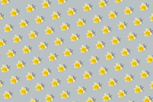 Minimal flower pattern made with yellow narcissuses on bright gray background. Creative spring concept. Nature composition.
