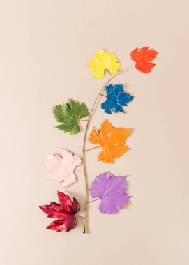 Parlak bej arka planda renkli yaprakları olan üzüm dalı. Minimum sonbahar doğa düzeni. Sezon konsepti değişiyor.