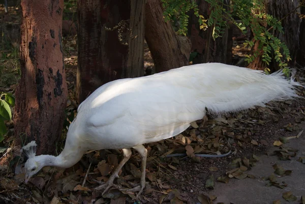 White Peacock — Stock Photo, Image