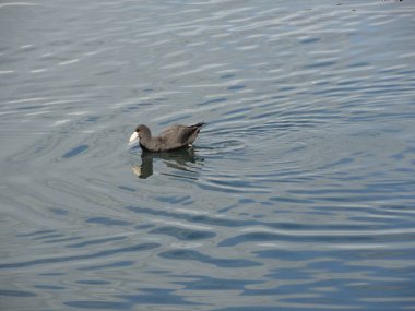 Ushuaia, Arjantin 'de yüzen ördek