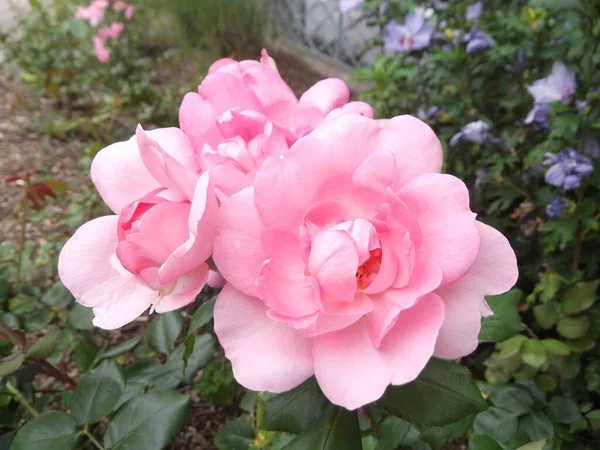 Fiore Giardino Parigi Francia — Foto Stock