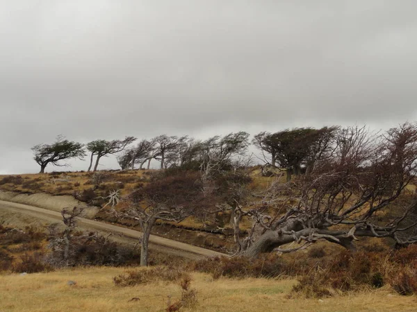 Деревья Согнутые Ветром Ушуайе Аргентина — стоковое фото