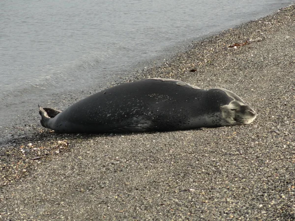 Luipaardzeehond Aan Wal Ushuaia Argentinië — Stockfoto