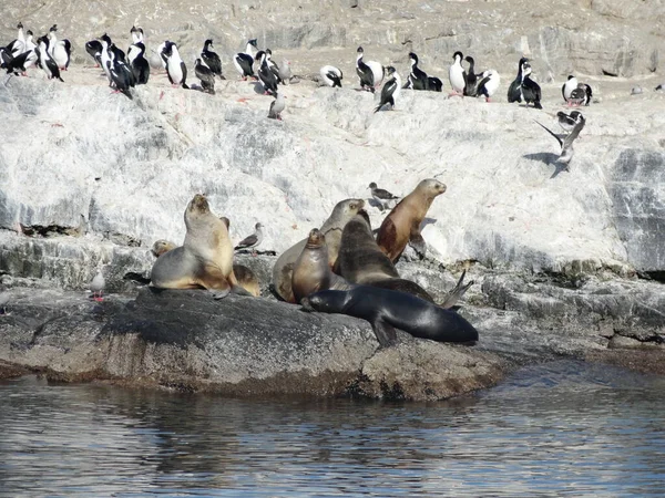 Skupina Lachtanů Ushuaia Argentina — Stock fotografie