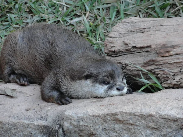 Sleepy Otter Itatiba Zoo Brazília — Stock Fotó