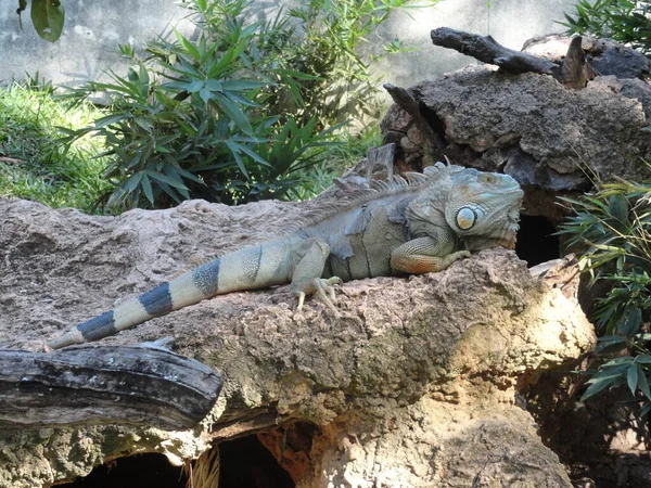 Iguana Zoologické Zahradě Itatiba Brazílie — Stock fotografie