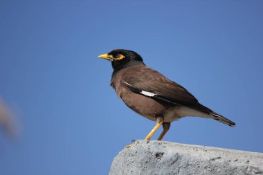 Yaygın Myna, tristis ascridotheres. Çekim yeri: Tel Aviv, İsrail