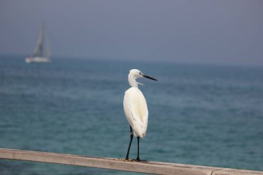 Küçük balıkçıl, Egretta Garzetta. Çekim yeri: Tel Aviv, İsrail