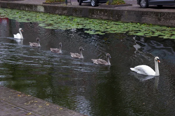 Hollanda, Amsterdam 'da Kuğu Ailesi