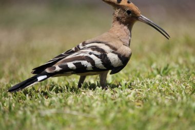 Hoopoe, Upupa epops. Fotoğraf: İsrail, Tel Aviv