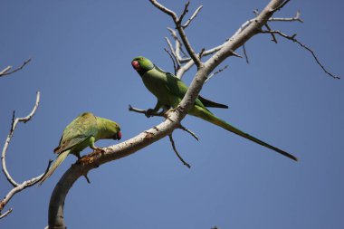 Bir dalda iki papağan. Gül halkalı papağan, Psittacula krameri. Fotoğraf: İsrail, Tel Aviv
