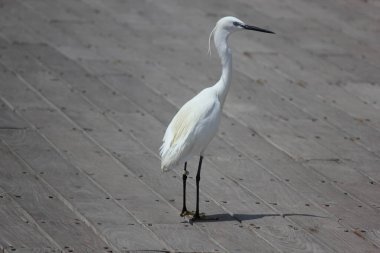 Küçük balıkçıl, Egretta Garzetta. Fotoğraf: İsrail, Tel Aviv