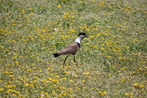 Kanatlı kanatlı kanat, Vanellus spinosus. Fotoğraf: İsrail, Tel Aviv