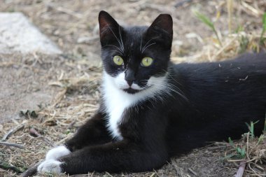 Siyah beyaz kedi şaşkınlık içinde bekliyor. 
