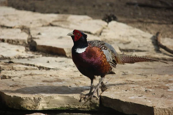 Yaygın sülün. Phasianus colchicus. Fotoğraf: İsrail, Kudüs 