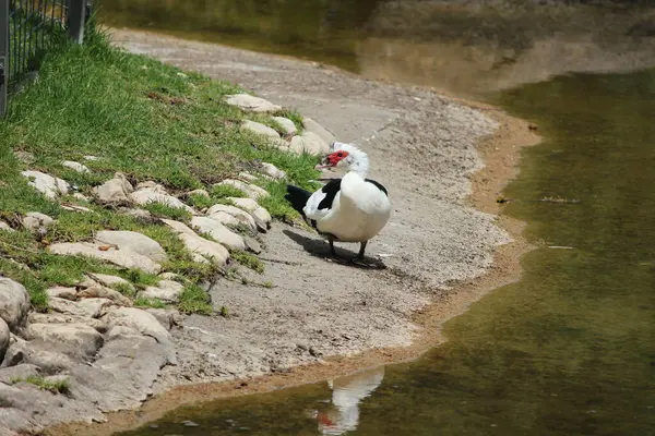 Pato Moscovita Doméstico Cairina Moschata Domestica Ubicación Fotografía Israel Jerusalén — Foto de Stock