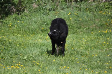 Buzağı çayırda otluyor ve yoldan geçenleri selamlıyor.
