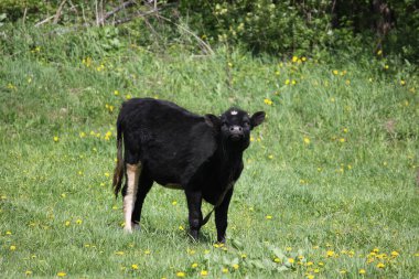 Buzağı çayırda otluyor ve yoldan geçenleri selamlıyor.
