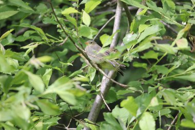 Üç söğüt bülbülü çalılıklarda oturuyor.