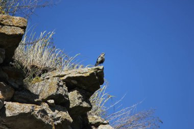 Kuzey hırıltısı bir taşın üzerinde oturuyor.