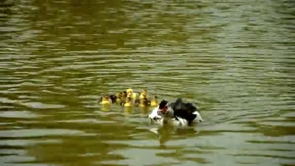 Ducklings Swimming in the lake — Stock Video