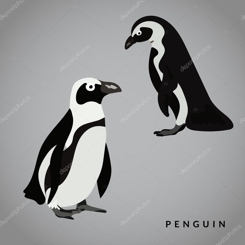 Penguin vector illustration. Realistic bird.  Black and white