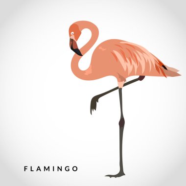 Flamingo vektör çizim