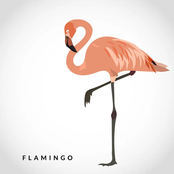 Flamingo-Vektorillustration — Stockvektor