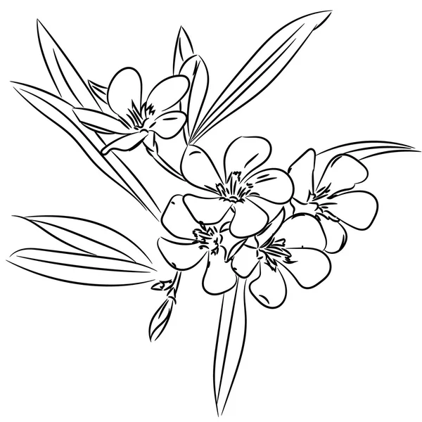 Patrón de boceto floral para el diseño — Vector de stock